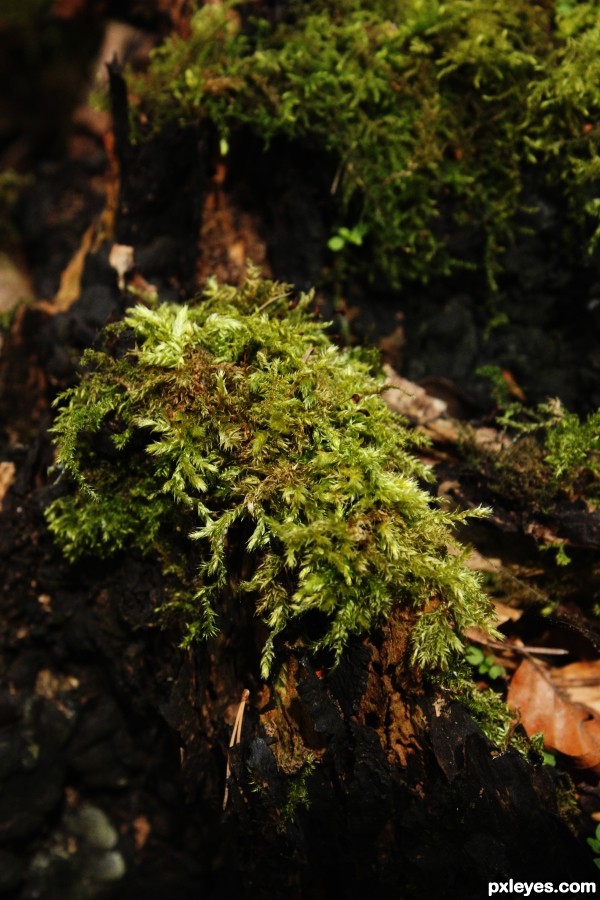 Forest moss